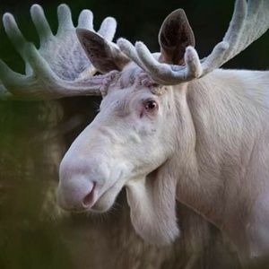 Meet your Posher, Raymond